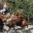 Un grupo de gallinas de corral, criadas en espacios abiertos. jesús f. salvadores