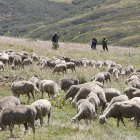 El ovino-caprino de carne sale a pastorear por lo que a todos los efectos es ganadería extensiva. marciano pérez