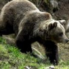Imagen de archivo de un ejemplar de oso pardo localizado en Proaza, Asturias