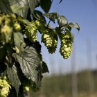 Los cultivadores de lúpulo y Hospteiner se reunirán hoy con la consejera de Agricultura. SARA CAMPOS