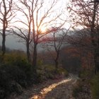 Los troncos de los castaños, retorcidos y huecos casi siempre, sirven de refugio y cobijo a una nutrida fauna, que encuentra en ellos condiciones óptimas para sacar adelante a su prole. Los castaños centenarios surgen por doquier en la ruta que lleva hasta la braña, que está casi abandonada, aunque conserva en pie algunas de sus cabañas. En sus calles es posible descubrir cómo se distribuía el espacio, los distintos elementos que precisaban los brañeiros en su trabajo cotidiano.