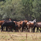 Los caballos van recuperando un buen aspecto gracias al programa de alimentación.