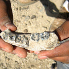 La mandíbula hallada en el yacimiento de Etiopía.