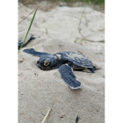 Tortugas recién nacidas camino hacia el mar en Playa Grande en la Isla Isabela (Galápagos). dl