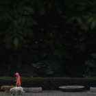 Una mujer pasea con sus perros. VASSIL DONEV