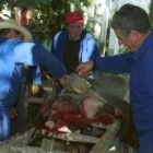 La matanza del cerdo es menor cada año, al contrario que la del jabalí