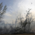 Incendio forestal en Santa Olaja de la Ribera. FERNANDO OTERO