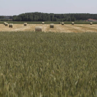 La intención es hacer prácticas agronómicas en las parcelas.