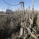 Campo de maíz sin cosechar en una finca de la ribera del Porma