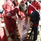 Los mozos de Riaño proceden a la limpieza de gocho antes de colgarlo.