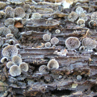 Imagen de Resupinatus remitida por Cantharellus. M. BERNARDO