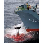 Greenpeace rescata a una ballena herida por los japoneses en el 2006