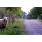 La Vía Verde del Esla que cruza el territorio de Valencia de Don Juan hasta Castrofuerte es la única de sus características adaptada para personas con movilidad reducida.