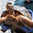 Un ejemplar de la tortuga Astrochelys Radiata incautada por el Seprona de Mallorca. CATI CLADERA