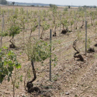 Estado en el que quedó un viñedo de Valderas tras la tormenta del pasado 8 de julio. MARCIANO PÉREZ