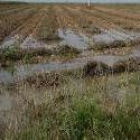 Los cultivos de regadío se perderán si continúan las lluvias