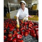 Una operaria de una industria pimentera, en plena faena