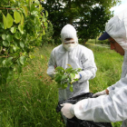 Técnicos agrarios observan los daños del fuego bacteriano en frutales del Bierzo. L. DE LA MATA