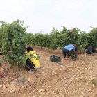 Varios participantes recogen el mayor número de uvas posibles durante diez minutos.