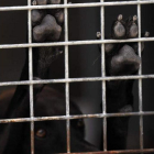 Los animales tuvieron que ser atendidos por un veterinario. JAVIER