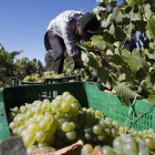 Un temporero se agacha para llegar a los racimos más bajos en un viñedo de la variedad Albarín, ayer en Villamañán. RAMIRO