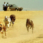 Campeonato de galgos celebrado en Segovia, en una imagen de archivo.