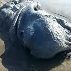 La comunidad científica no se pone de acuerdo para saber qué clase de monstruo de las profundidades del mar es el que ha quedado varado en las playas de Bonfil, Acapulco (México).