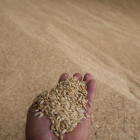 El proyecto se desarrolla con investigadores y organizaciones agrarias de varias comunidades autónomas. dl
