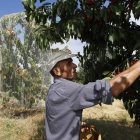 Las ayudas están destinadas a mejorar la calidad del suelo