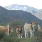 Ganado en la montaña occidental de León, germen del proyecto