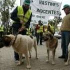 Los tres mastines del pastor sancionado encabezaron la manifestación de los ganaderos