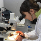 Una investigadora, en una imagen de archivo en un centro universitario. DL