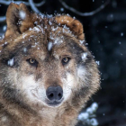 Un lobo en los montes de la Comunidad.