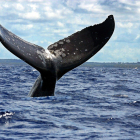 La CBI fue creada hace siete décadas para garantizar la preservación de esos cetáceos y evitar su caza indiscriminada en los océanos.