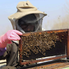 Uno de los itinerarios de formación que ofrece el plan se centra en la apicultura. M.S.