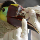 Un veterinario aplica curas a un tucán.