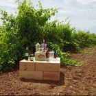Viñedo de Vile La Finca en Valdevimbre. DL