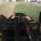 Recogida de remolacha en una parcela de Santibáñez de la Isla.