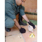 Un guardia civil muestra una de las aves.