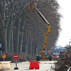 Los operarios trabajan en la poda de los árboles del paseo del Parque.