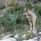 Ejemplar de lobo ibérico en el Centro de Interpretación de Robledo, en Zamora. MIRIAM A. MONTESINOS