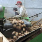 Fotografía de archivo del proceso de almacenamiento de la patata.