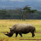 Rinoceronte en Kenia.