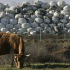 Una vaca pasta al lado de los fardos de basura apilados desde hace años en Santa María del Páramo.