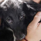 El número de perros abandonados este año en León ha subido espectacularmente.