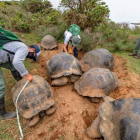 Los científicos ficharon a las tortugas durante el mes de enero. JOSHUA VELA FONSECA