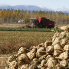 Recogida de remolacha en una finca de Santibáñez de la Isla. MARCIANO