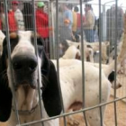 En la imagen, uno de los perros participantes en la exposición de la feria