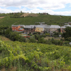 Viñedos del pueblo ponferradino de San Lorenzo que fueron cedidos al Banco de Tierras y que así se siguen cultivando