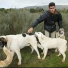 El pastor sancionado, José Antonio Díez, con sus perros mastines